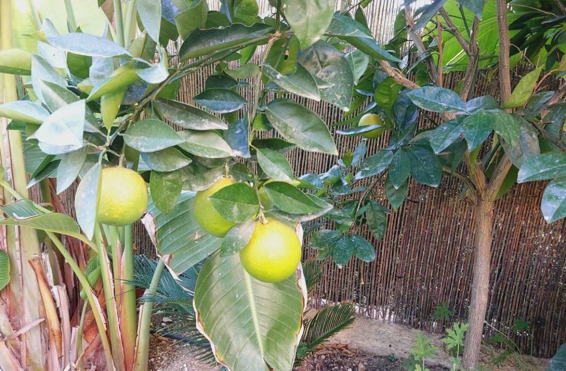 ALICANTE Camporrosso village, ,  03509